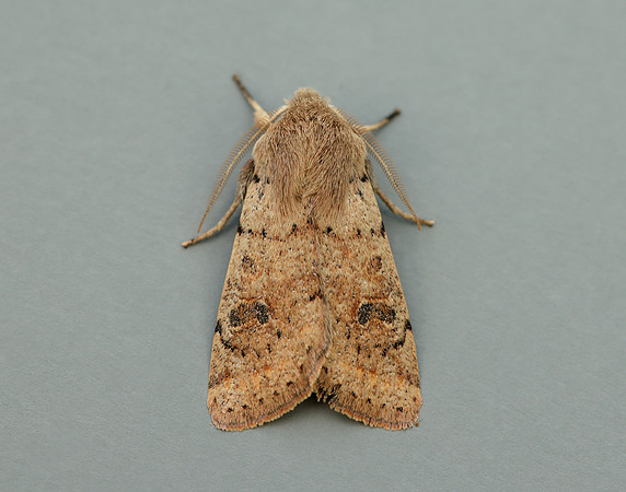 73.245 BF2182 Small Quaker Orthosia cruda