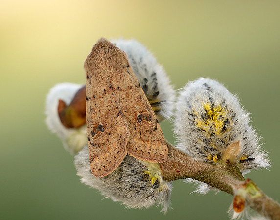 73.245 BF2182 Small Quaker Orthosia cruda