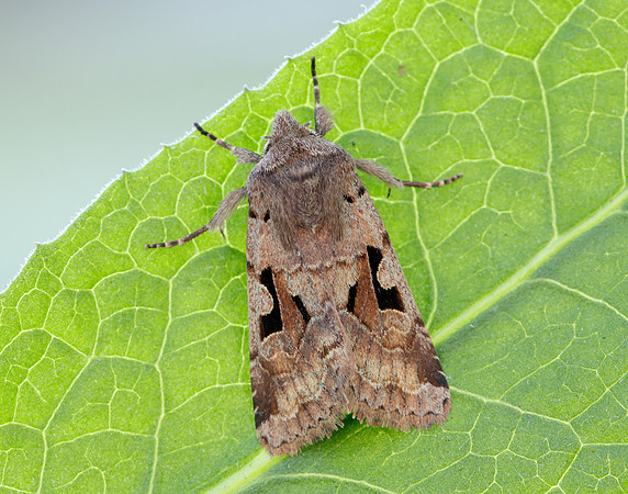 73.249 BF2190 Hebrew Character Orthosia gothica