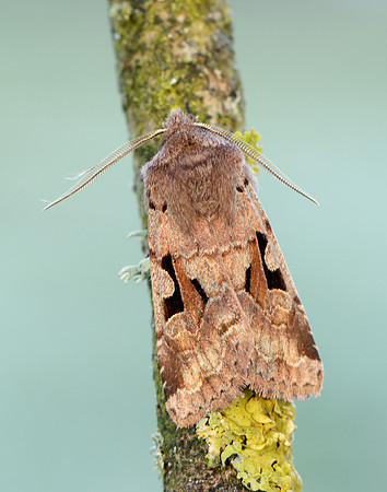 73.249 BF2190 Hebrew Character Orthosia gothica