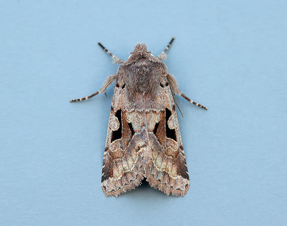 73.249 BF2190 Hebrew Character Orthosia gothica