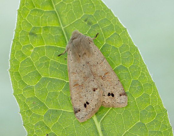 73.250 BF2189 Twin-spotted Quaker Anorthoa munda