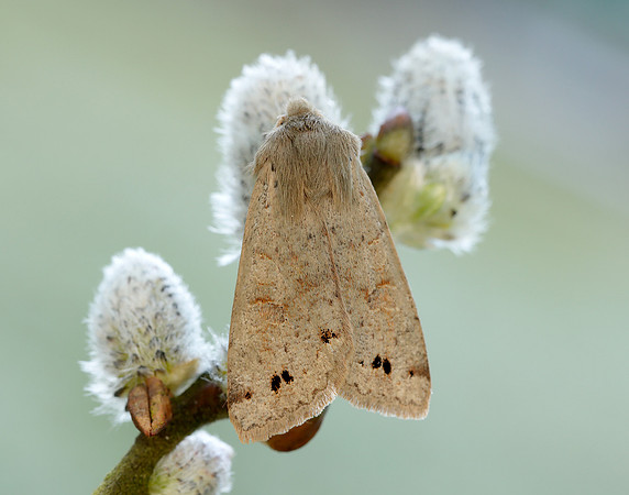 73.250 BF2189 Twin-spotted Quaker Anorthoa munda