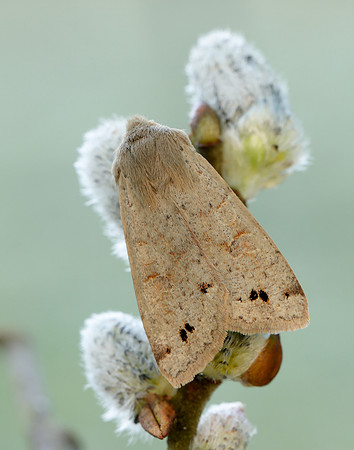 73.250 BF2189 Twin-spotted Quaker Anorthoa munda