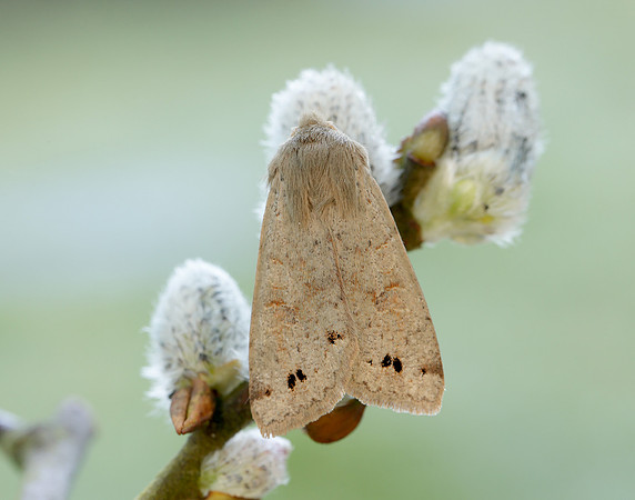 73.250 BF2189 Twin-spotted Quaker Anorthoa munda