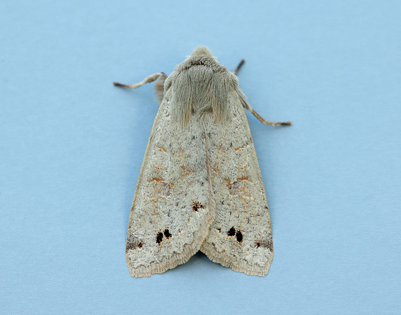 73.250 BF2189 Twin-spotted Quaker Anorthoa munda