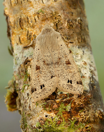 73.250 BF2189 Twin-spotted Quaker Anorthoa munda