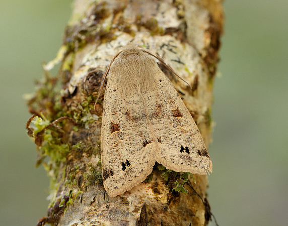 73.250 BF2189 Twin-spotted Quaker Anorthoa munda
