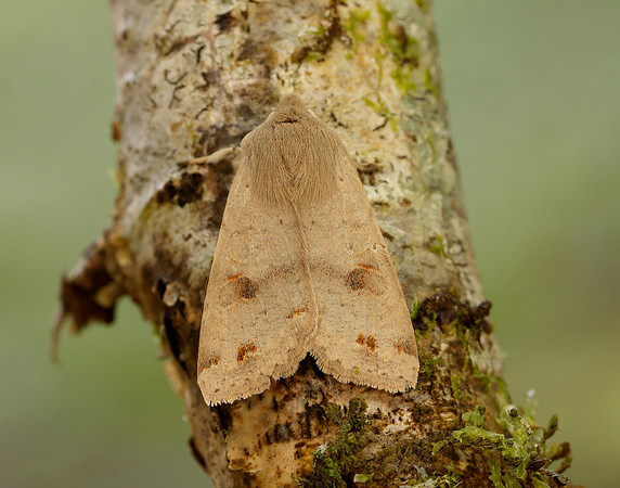 73.250 BF2189 Twin-spotted Quaker Anorthoa munda