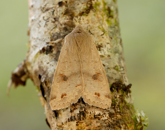 73.250 BF2189 Twin-spotted Quaker Anorthoa munda