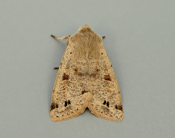73.250 BF2189 Twin-spotted Quaker Anorthoa munda