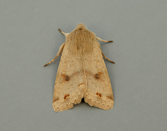 73.250 BF2189 Twin-spotted Quaker Anorthoa munda