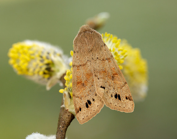 73.250 BF2189 Twin-spotted Quaker Anorthoa munda