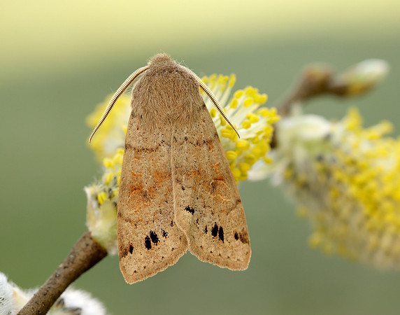 73.250 BF2189 Twin-spotted Quaker Anorthoa munda