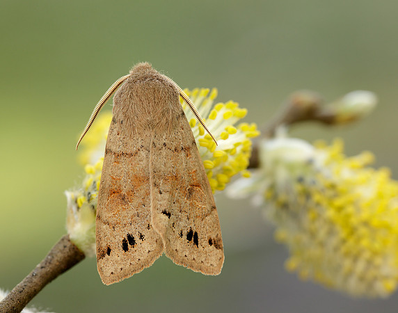 73.250 BF2189 Twin-spotted Quaker Anorthoa munda