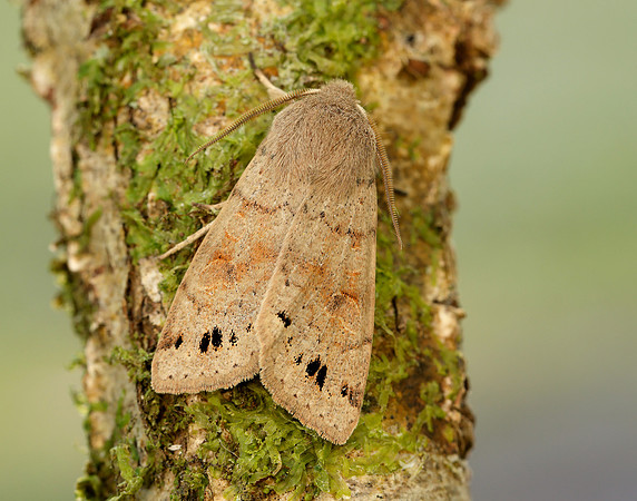 73.250 BF2189 Twin-spotted Quaker Anorthoa munda
