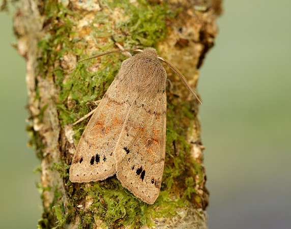 73.250 BF2189 Twin-spotted Quaker Anorthoa munda