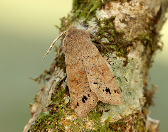 73.250 BF2189 Twin-spotted Quaker Anorthoa munda