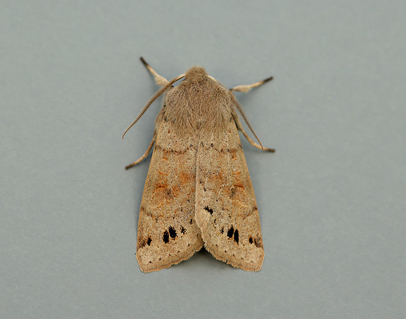 73.250 BF2189 Twin-spotted Quaker Anorthoa munda