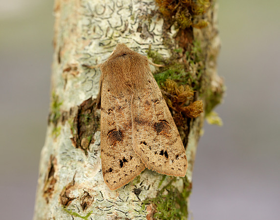 73.250 BF2189 Twin-spotted Quaker Anorthoa munda