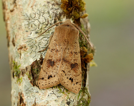 73.250 BF2189 Twin-spotted Quaker Anorthoa munda