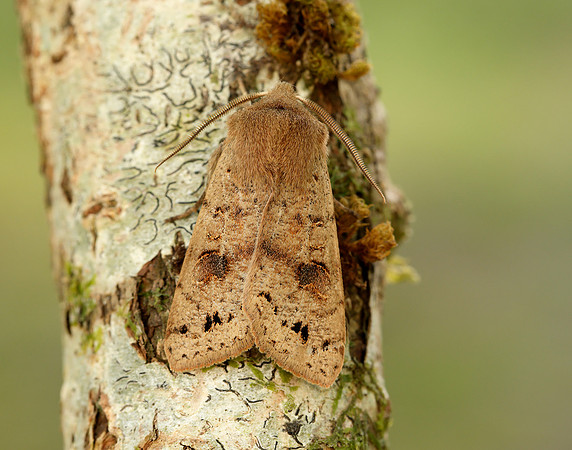 73.250 BF2189 Twin-spotted Quaker Anorthoa munda