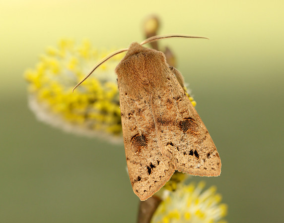 73.250 BF2189 Twin-spotted Quaker Anorthoa munda
