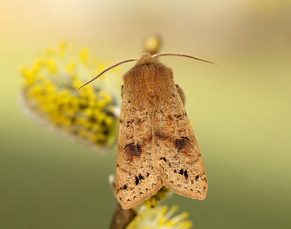 73.250 BF2189 Twin-spotted Quaker Anorthoa munda