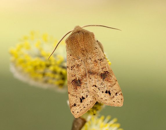 73.250 BF2189 Twin-spotted Quaker Anorthoa munda