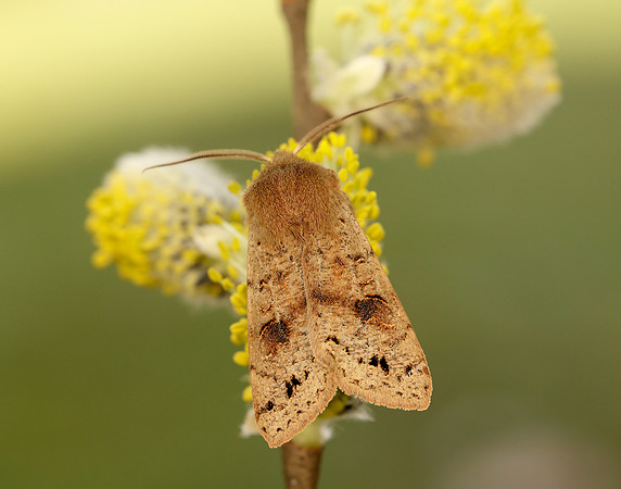 73.250 BF2189 Twin-spotted Quaker Anorthoa munda