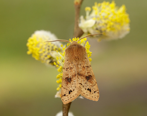 73.250 BF2189 Twin-spotted Quaker Anorthoa munda