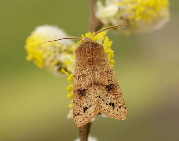 73.250 BF2189 Twin-spotted Quaker Anorthoa munda