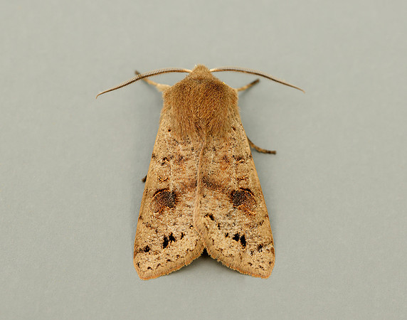 73.250 BF2189 Twin-spotted Quaker Anorthoa munda