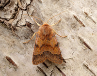 73.188 BF2265 Flounced Chestnut Agrochola helvola
