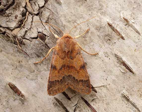 73.188 BF2265 Flounced Chestnut Agrochola helvola