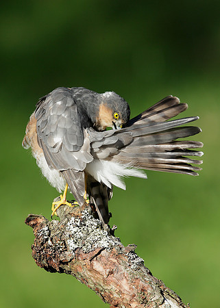 Sparrowhawk Accipiter nisus