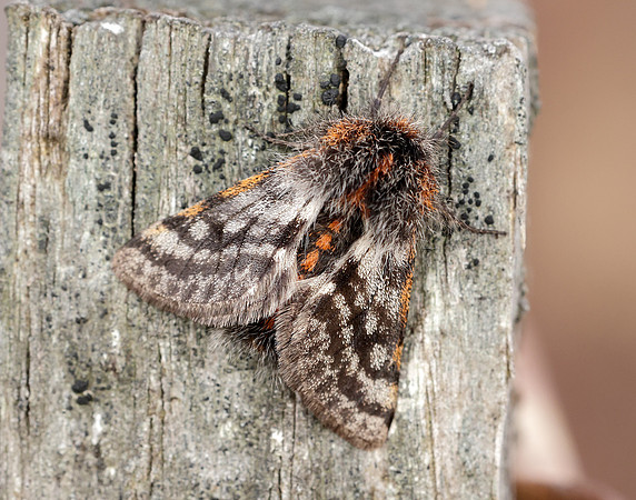 70.249 BF1929 Rannoch Brindled Beauty Lycia lapponaria