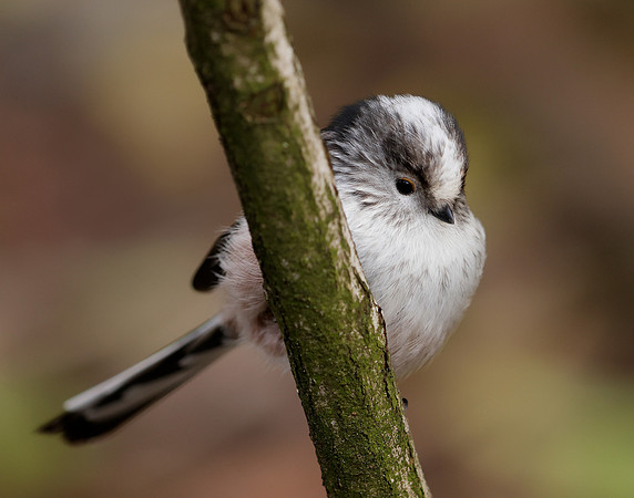 Long-tailed Tit Aegithalos caudatus