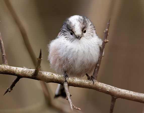 Long-tailed Tit Aegithalos caudatus