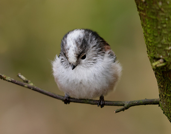 Long-tailed Tit Aegithalos caudatus