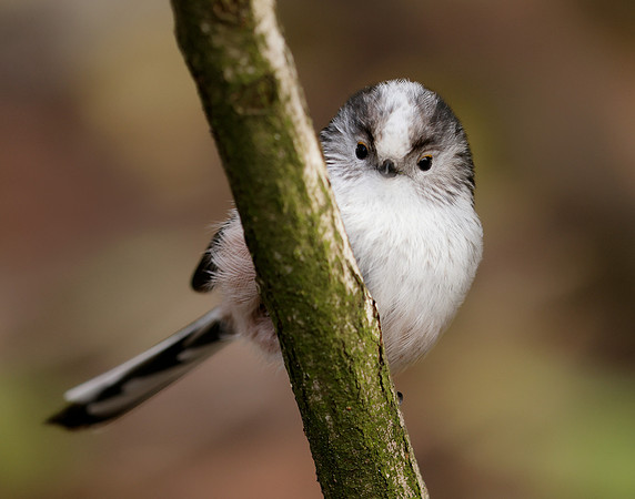 Long-tailed Tit Aegithalos caudatus