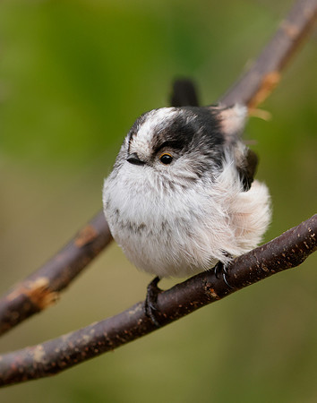 Long-tailed Tit Aegithalos caudatus