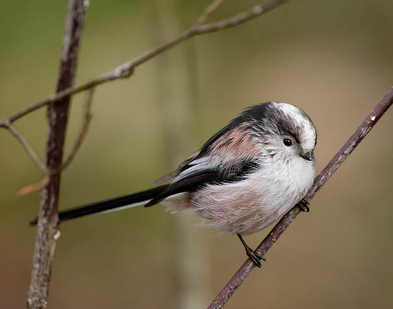 Long-tailed Tit Aegithalos caudatus
