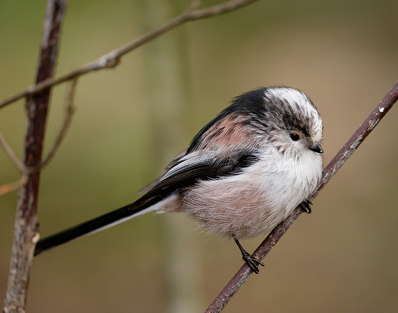 Long-tailed Tit Aegithalos caudatus