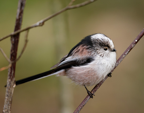 Long-tailed Tit Aegithalos caudatus