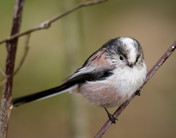 Long-tailed Tit Aegithalos caudatus