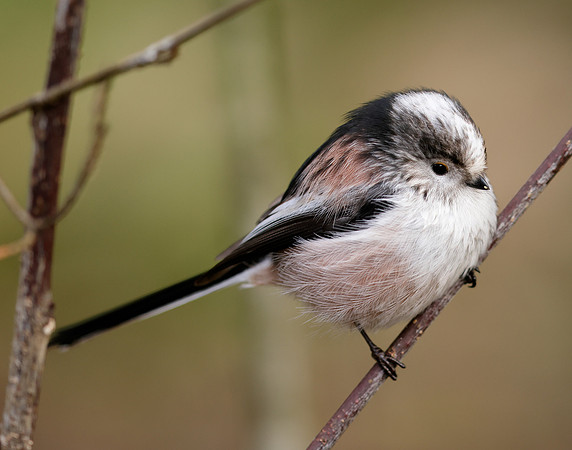 Long-tailed Tit Aegithalos caudatus
