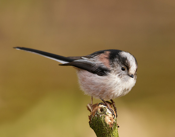 Long-tailed Tit Aegithalos caudatus