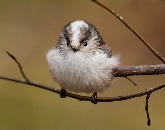 Long-tailed Tit Aegithalos caudatus