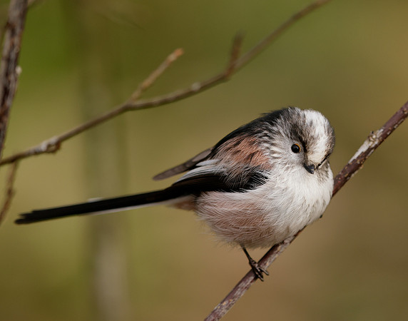 Long-tailed Tit Aegithalos caudatus